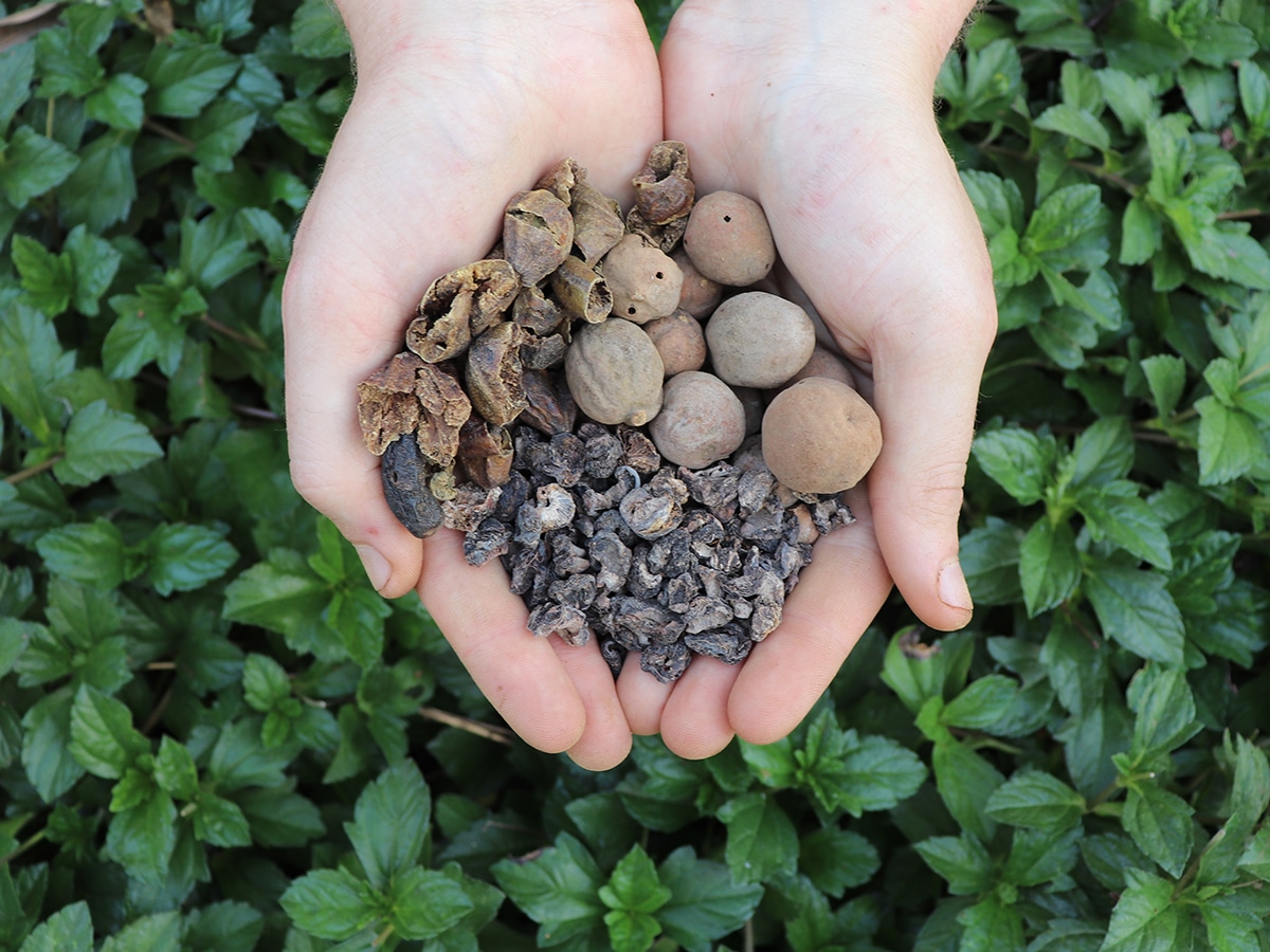 Triphala Guggulu How To Make Triphaladi Guggulu (Herbal Preperation)