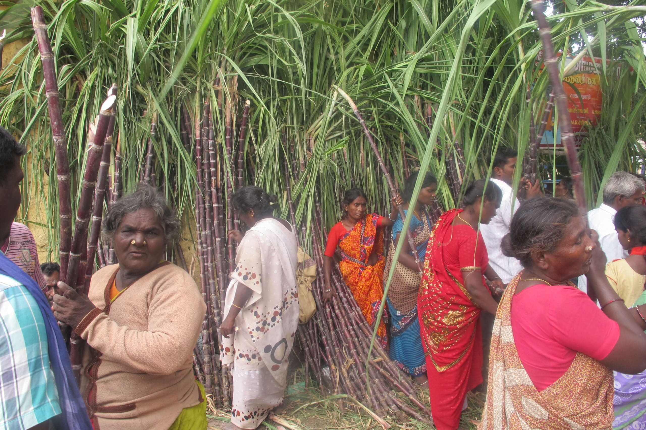 A group of people harvesting raw sugar cane