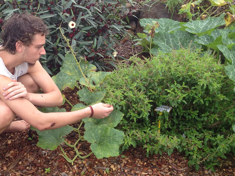 Dylan Smith next to a Tulsi Plant