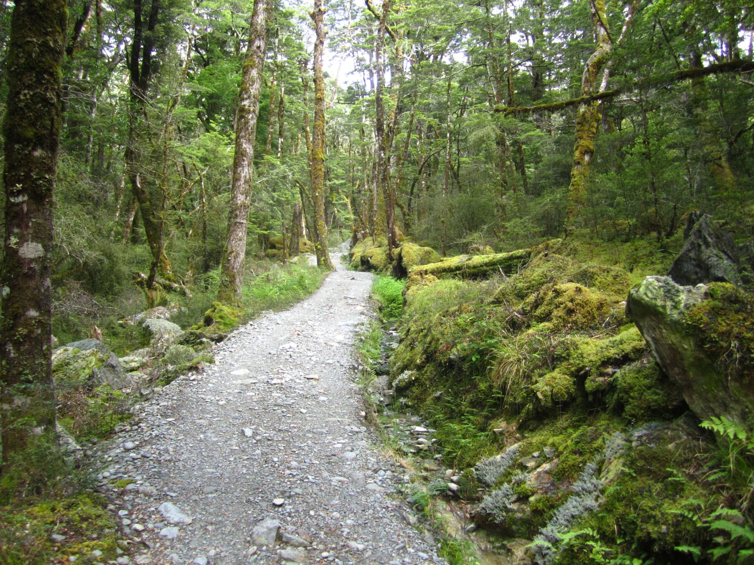 A paved path surrounded by a forrest - a good place to recover from nature deficit disorder