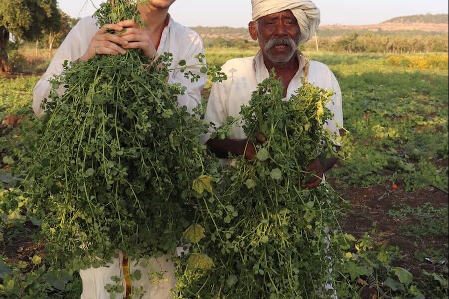 Dylan Smith & Farmer harvesting Punarnava Boerhavia Diffusa