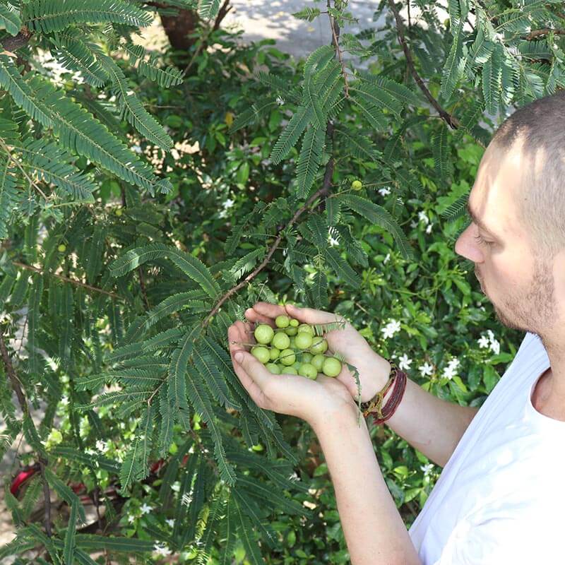 Dylan Smith harvesting Amalaki berries
