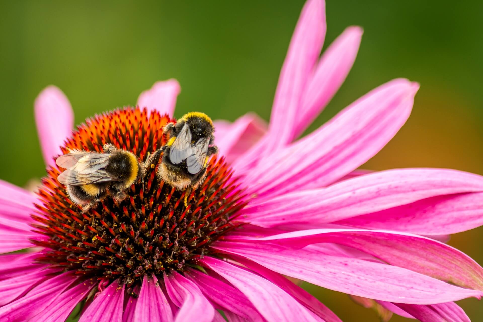 Two Bees on a pink flower