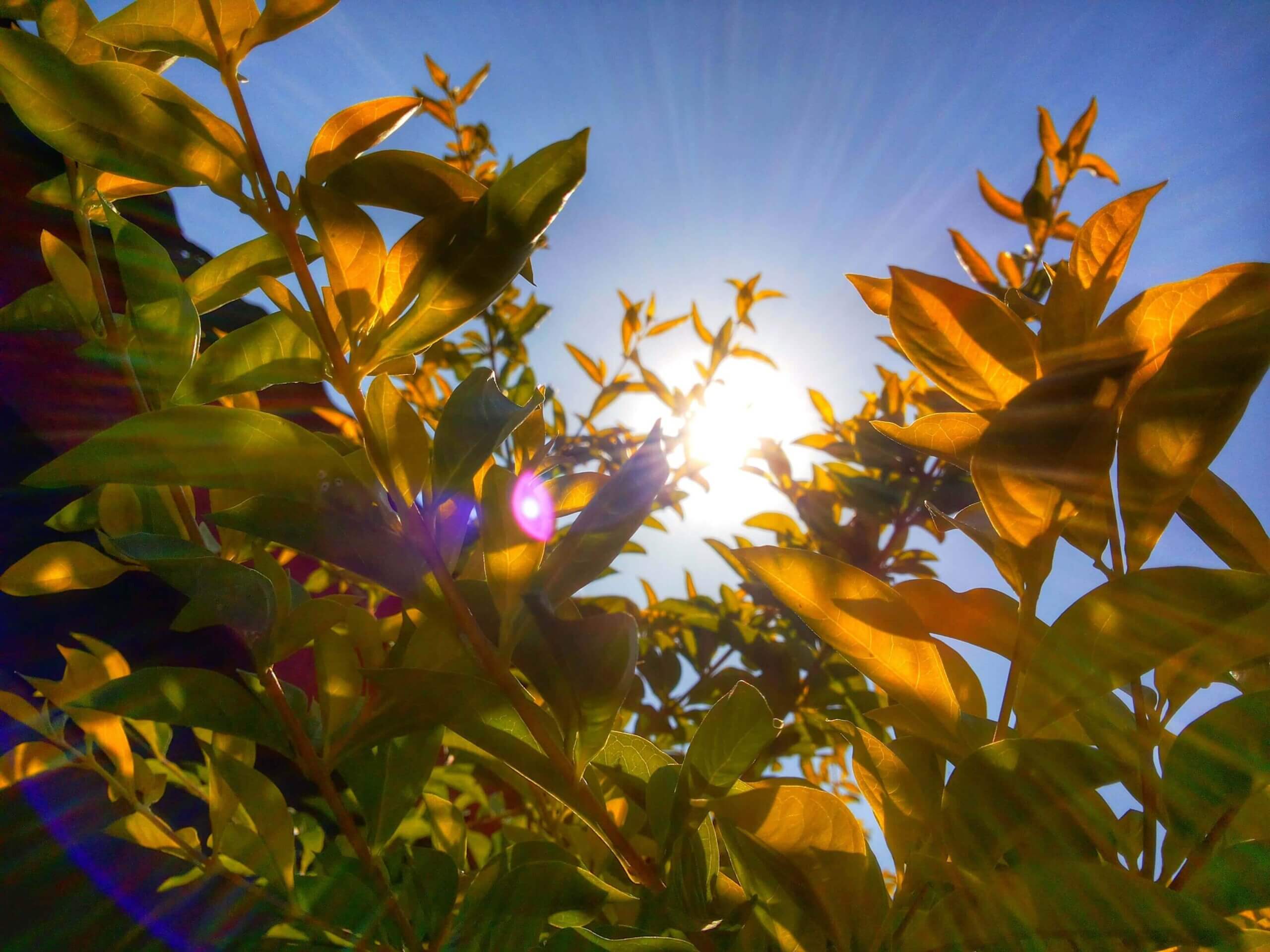 The Sun and herbs, two key elements in ayurveda