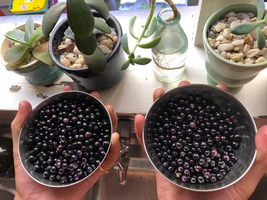 Kakamachi (Solanum Nigrum / Black Nightshade) Uses + Jam Recipe Vital