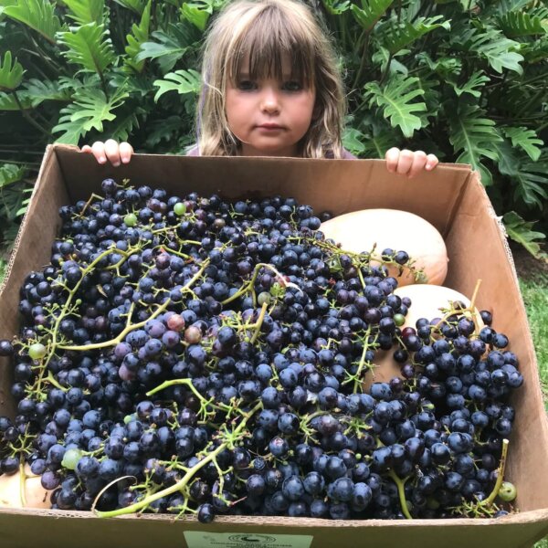 Grapes (Draksa) According to Ayurveda The Best Among Fruits