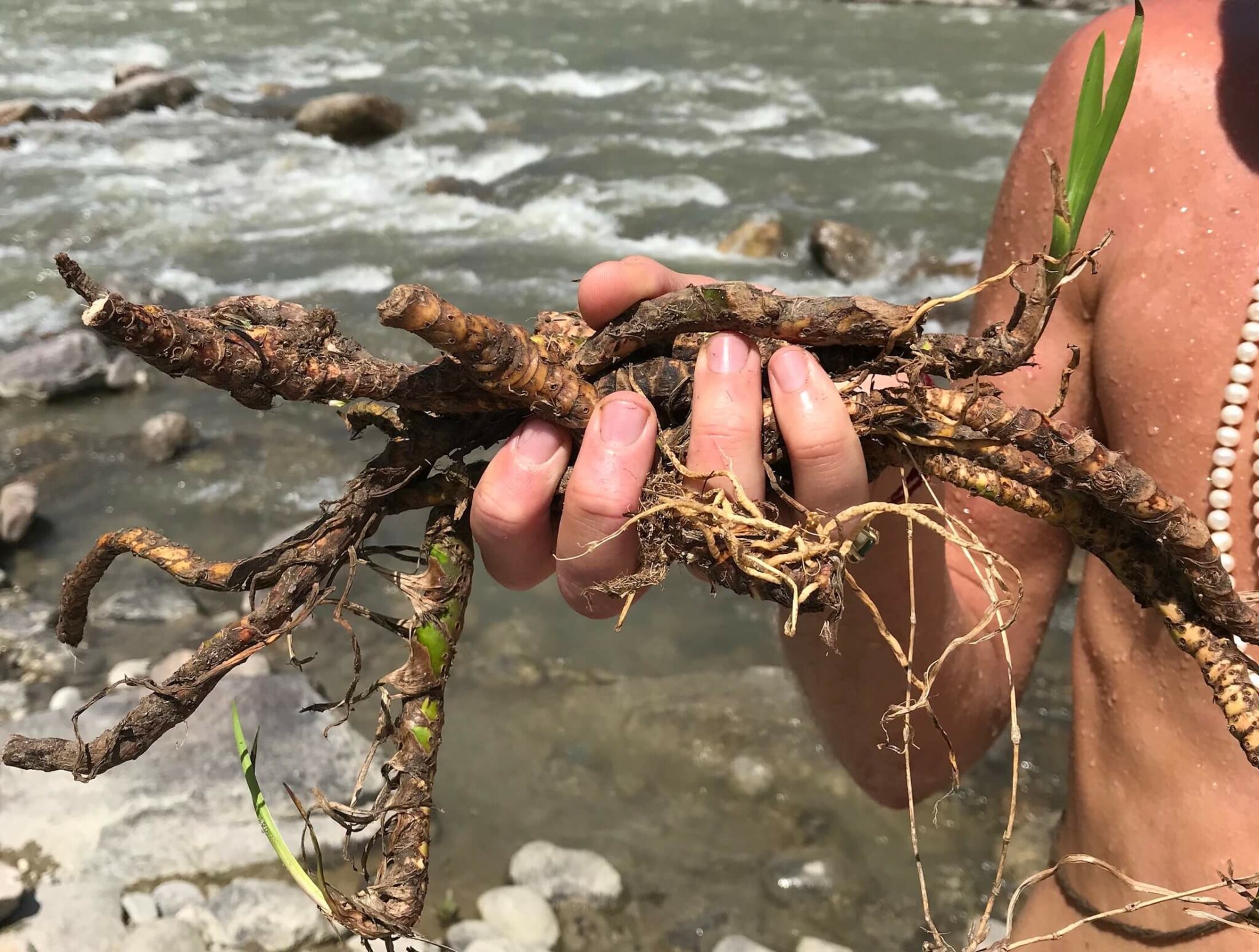 Acorus Calamus Vaca (Acorus Calamus / Sweet Flag) Uses & Benefits