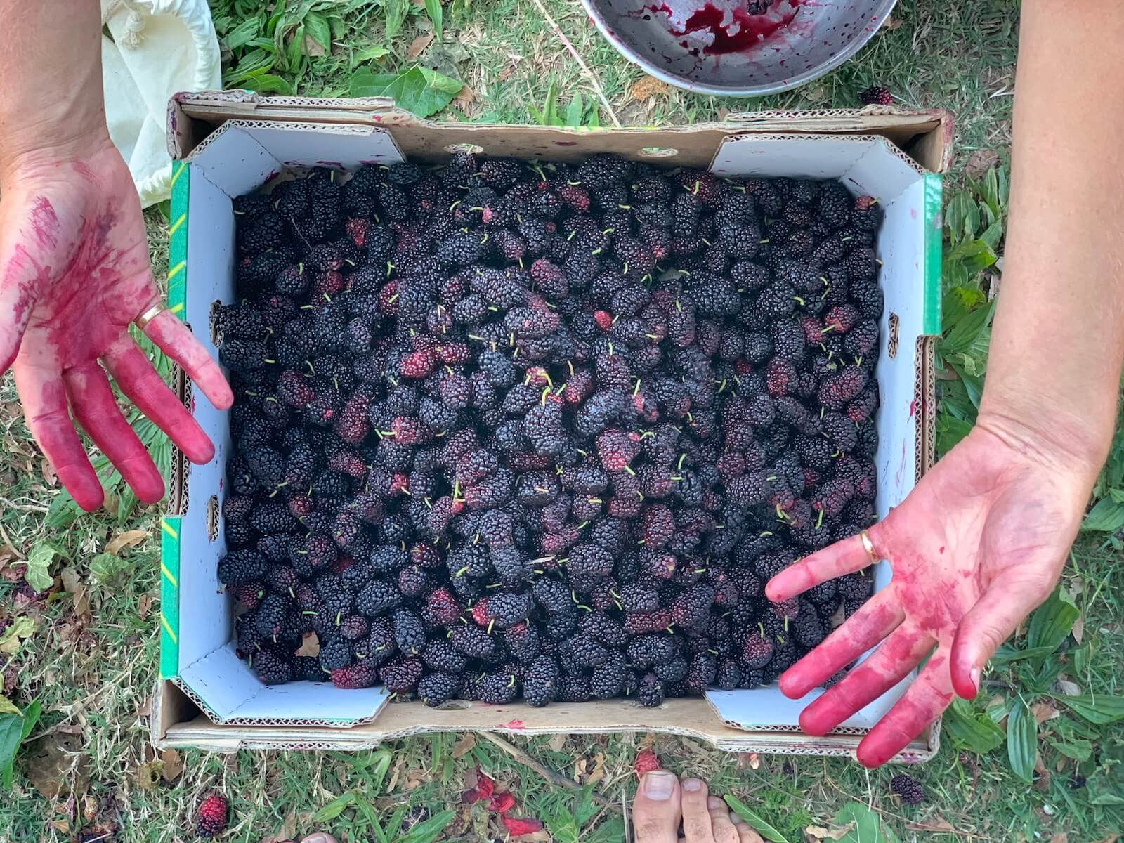 Harvesting mulberry