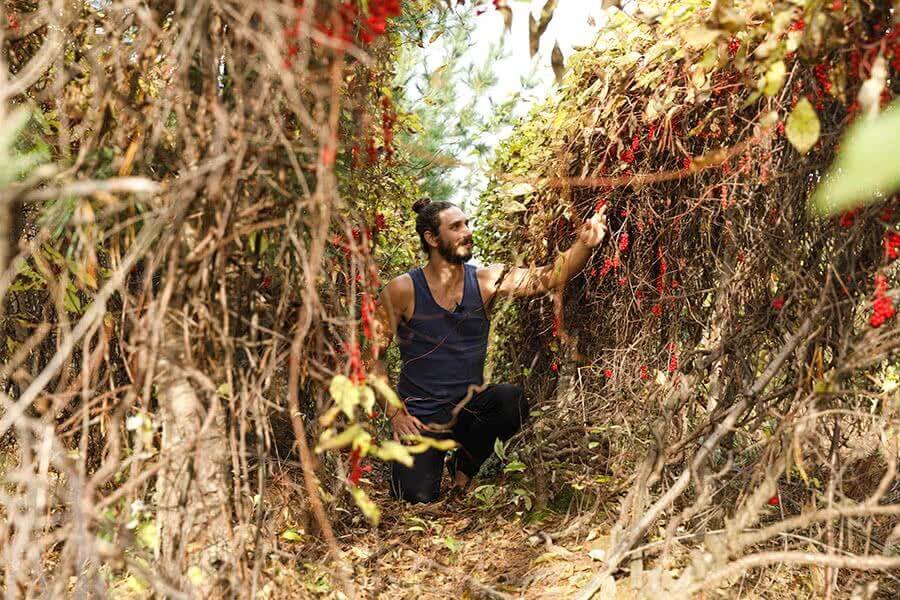 Mason Taylor harvesting Schisandra Berries