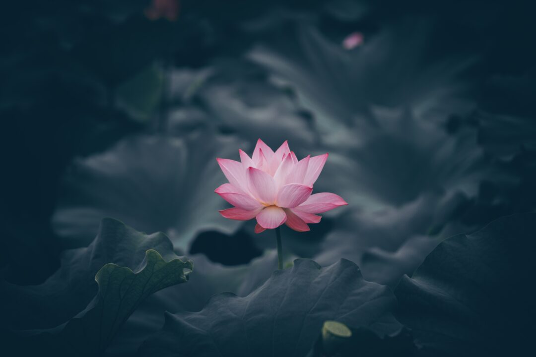 In Pushya Nakshatra the soul flourishes like this lotus flower