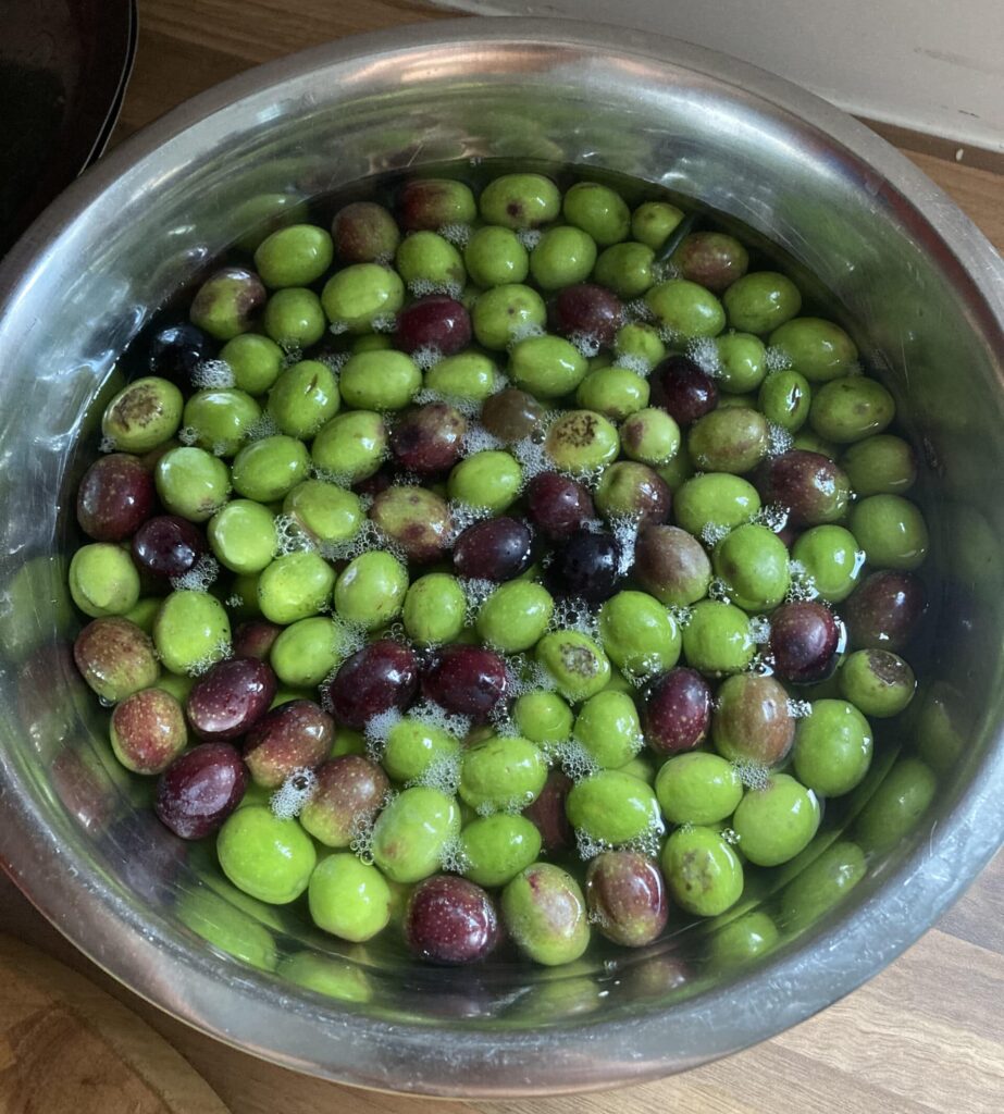 Foraging and Preparing Your Own Brine Cured Olives Vital Veda