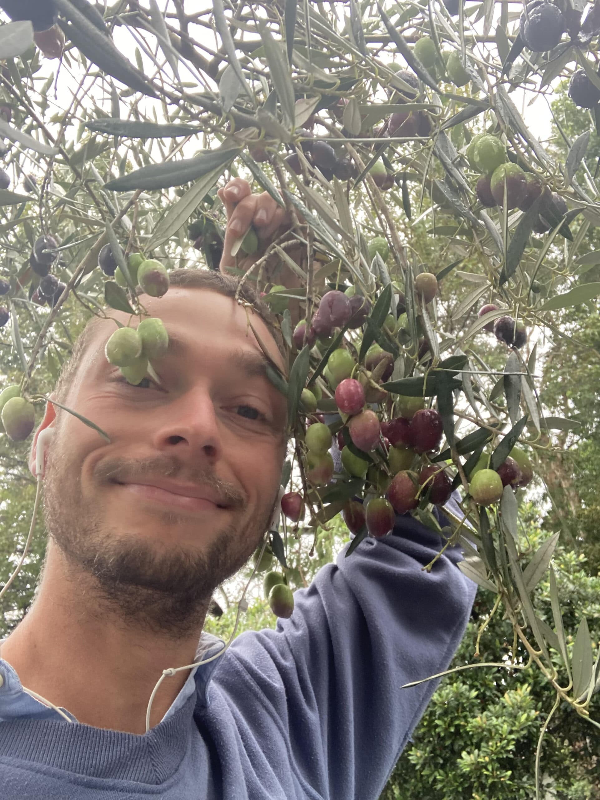 Dylan Smith harvesting wild olives