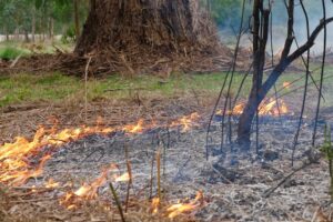 Cultural Burning, a technique implemented by the Yuin Nation to prevent bushfires