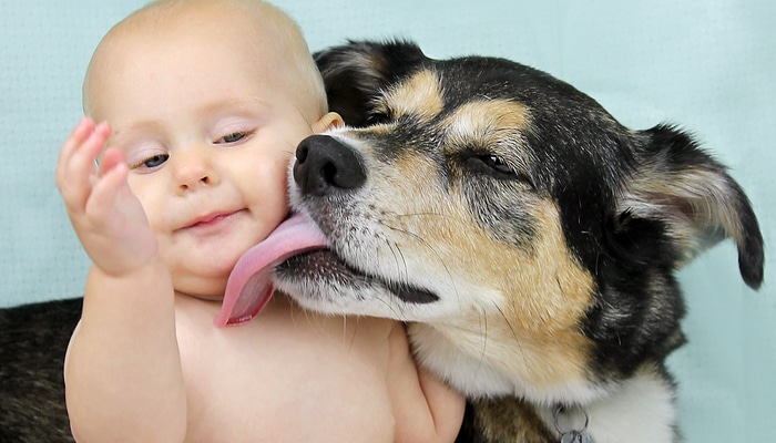 House dog licking a baby's face