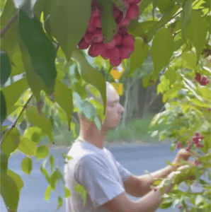 Dylan Smith Picking Lilly Pilly Fruits from the Tree