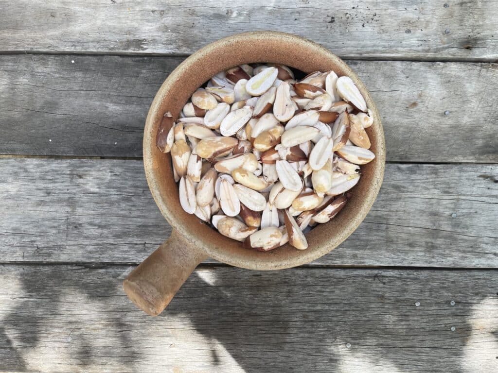 Bunya Nuts The Native Australian Jurassic Fruits Vital Veda