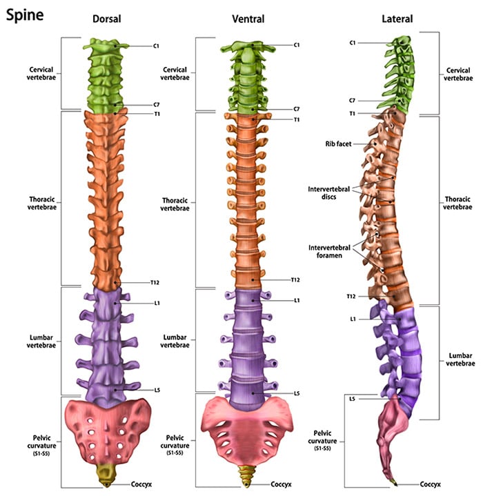 Graphic of the Spine Anatomy Labeled