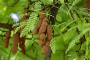 Tamarind leaves and fruits